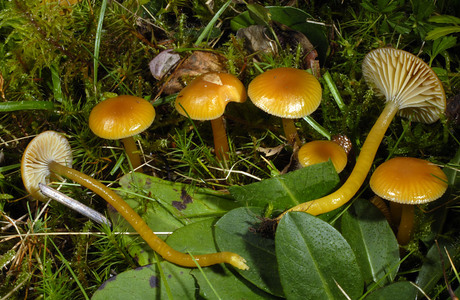 Zäher Saftling (Hygrocybe laeta) - © Heinz  Prelicz